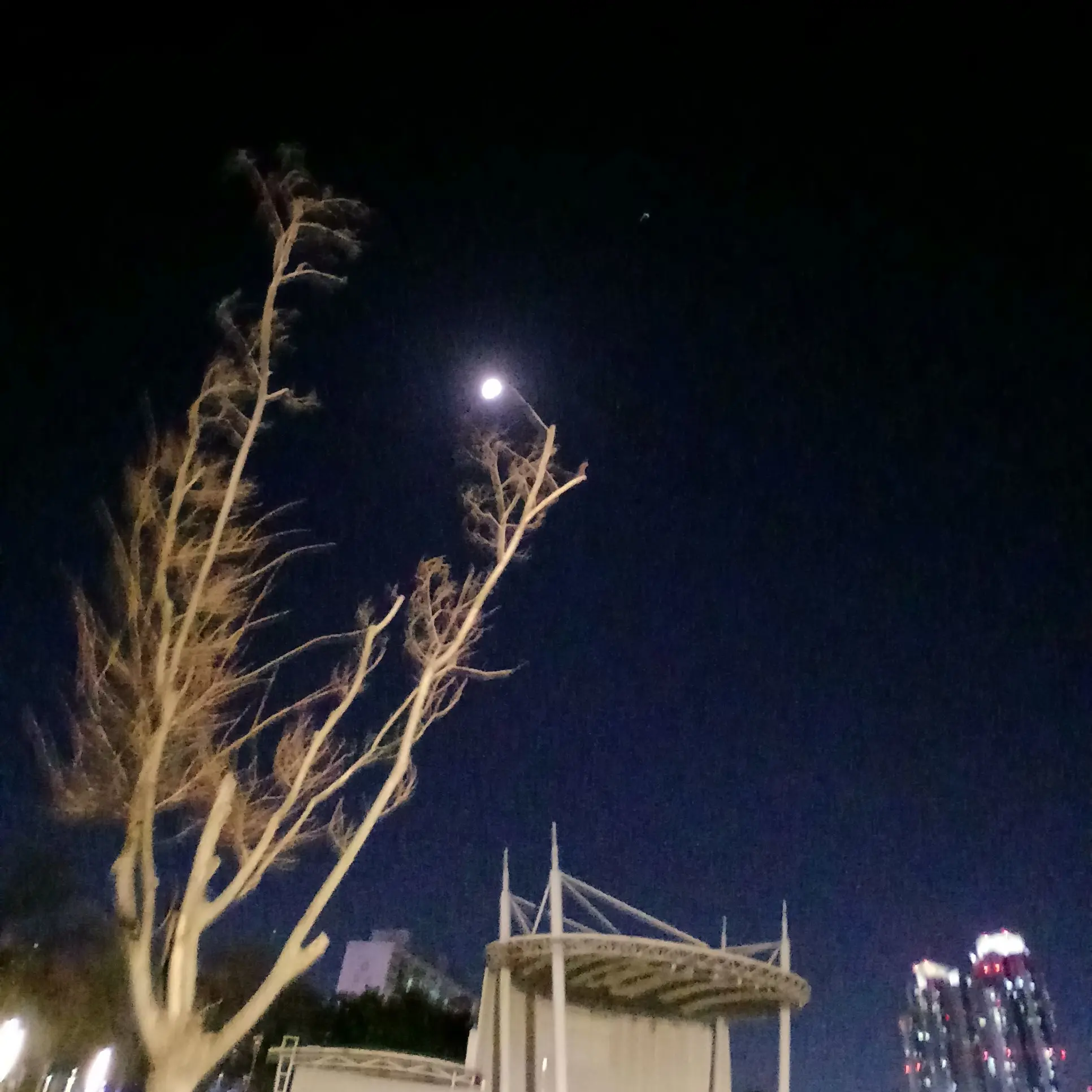 Gdegv의 팀나빠 여우