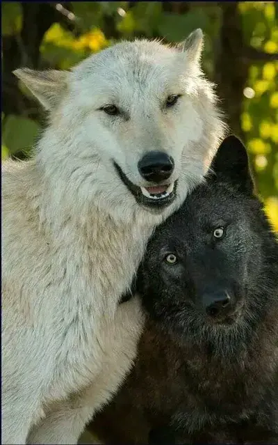 MistyFrog3712의 Wolf pack