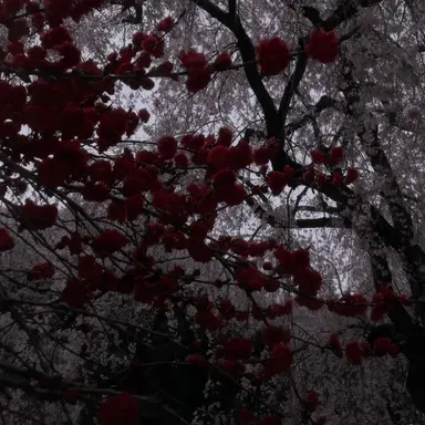 Profile image of 플래그