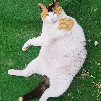 Profile image of 대장