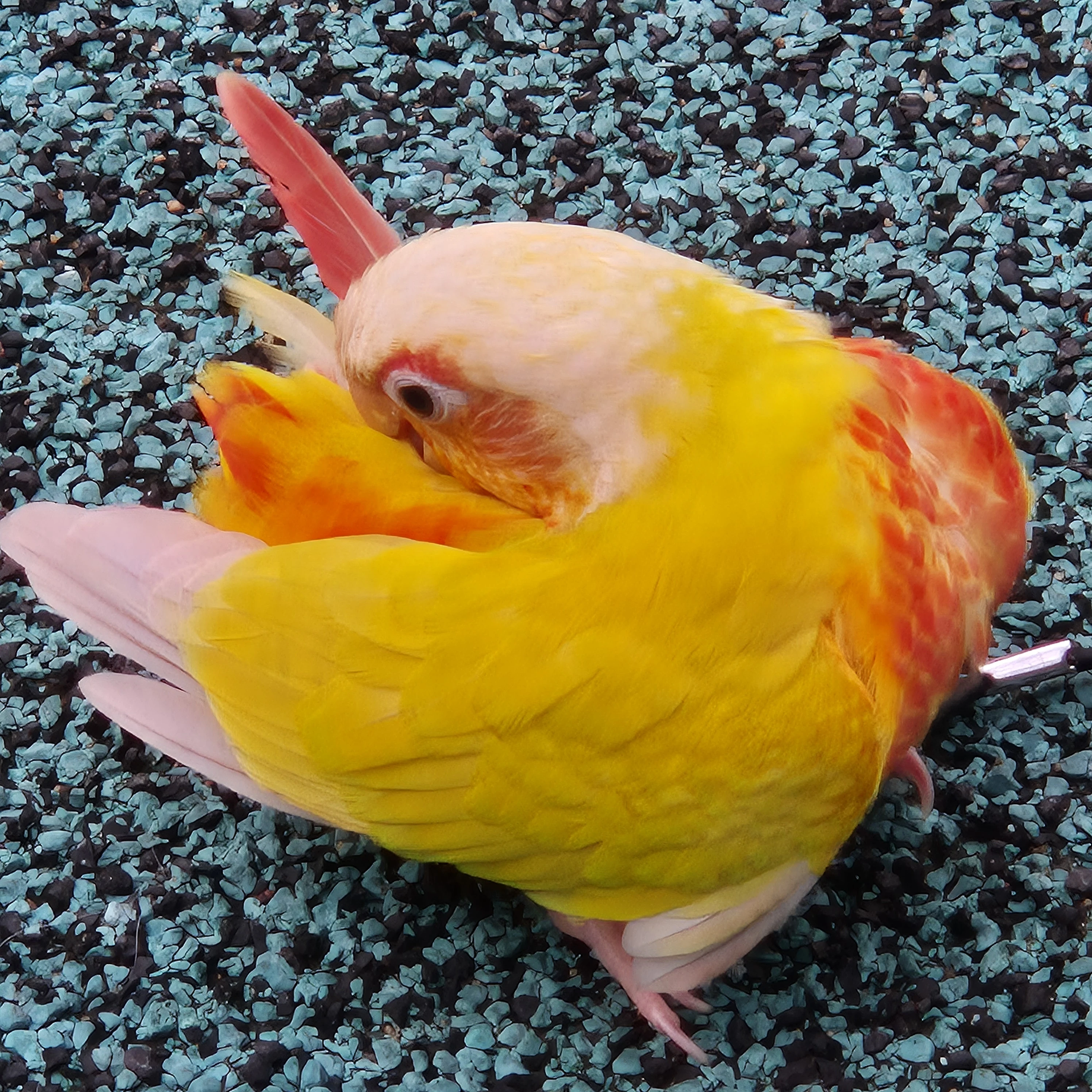 자몽