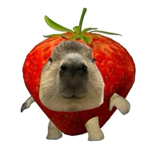 딸기카피바라