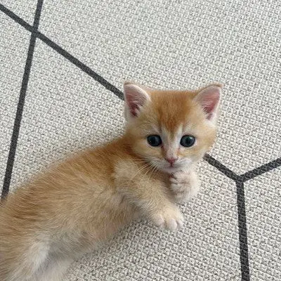 catcat12345의 똥,방귀고문팀나빠!