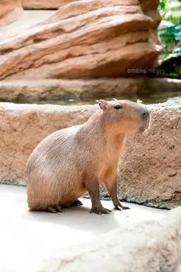 Profile image of Nagi