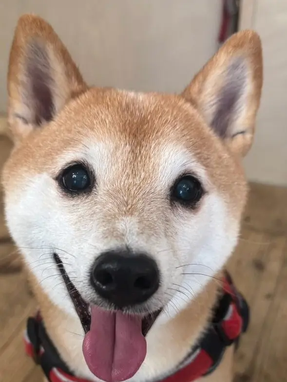 RapierLaw9742의 犬、可愛いでしょ？