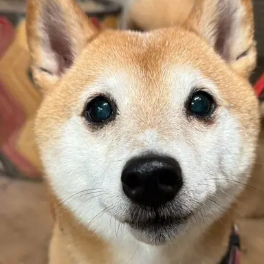Profile image of ハカセ