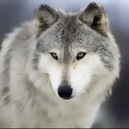 Profile image of 늑대