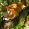 Profile image of Warrior cats