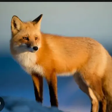 Profile image of 여우