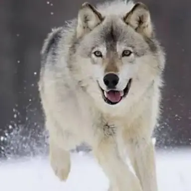 Profile image of 늑대