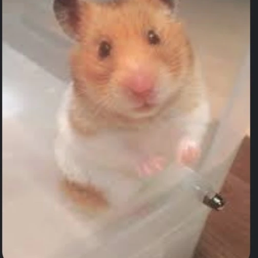 햄.....스턴가?