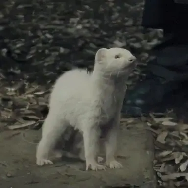 Profile image of Draco Malfoy