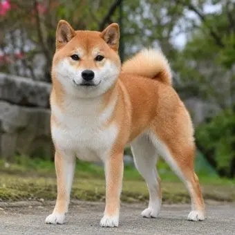 Profile image of 오뎅
