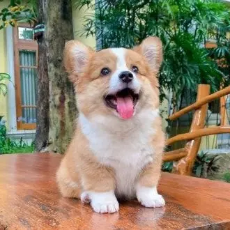 Profile image of 식빵