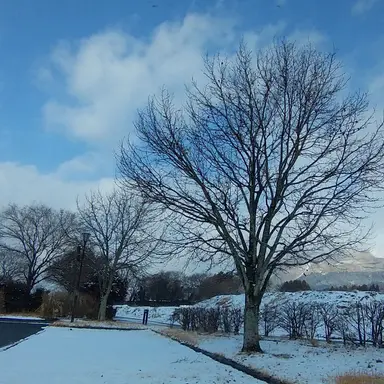 Profile image of 耳郎響香