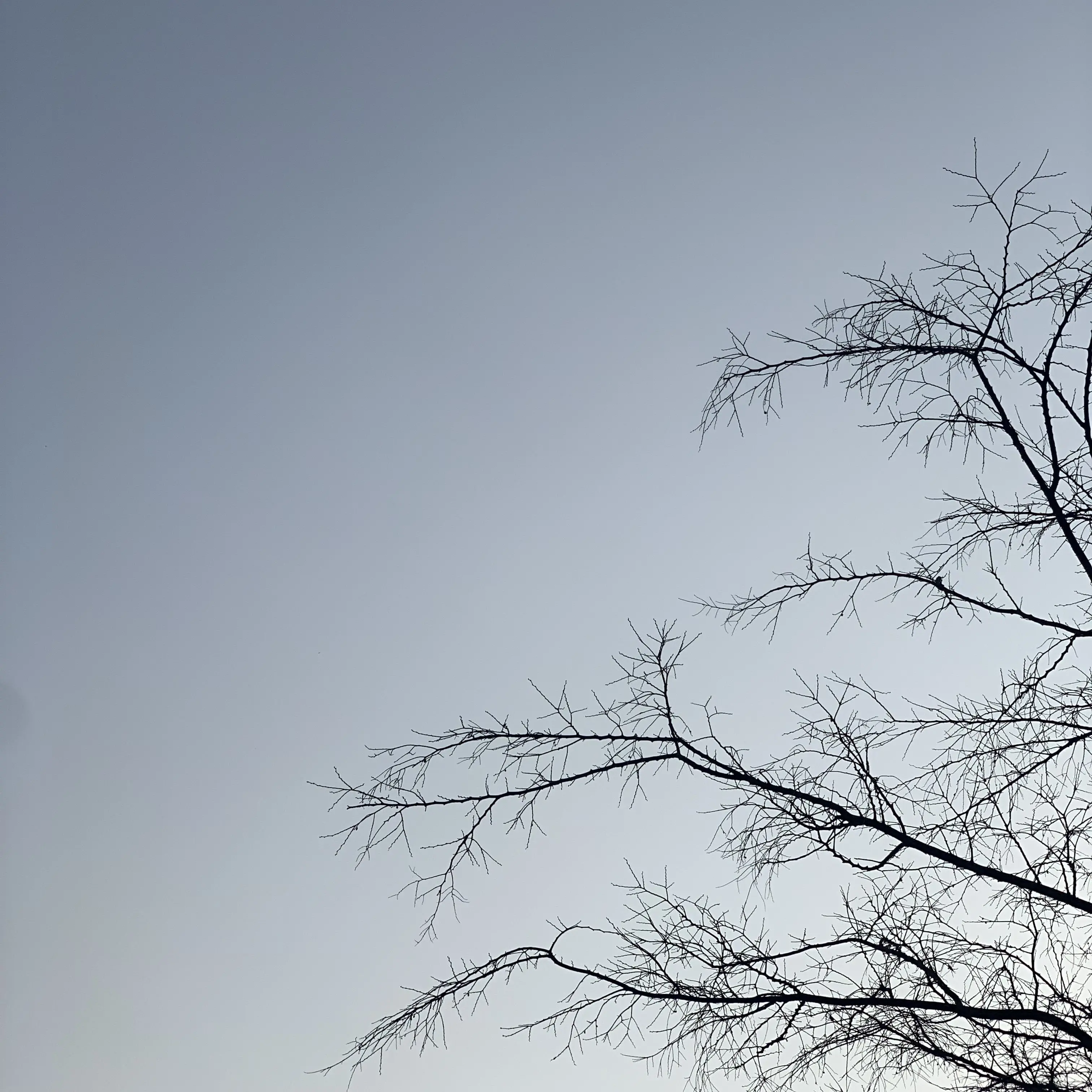 SOYU0690의 운명