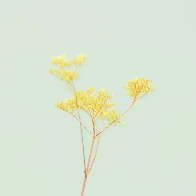 Profile image of 禪院 直哉