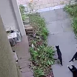 냐 옹이