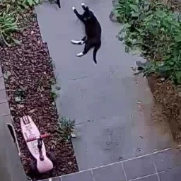 어미고양이