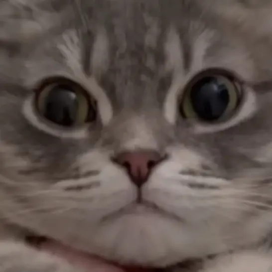 CattyLip6669의 냥냥이