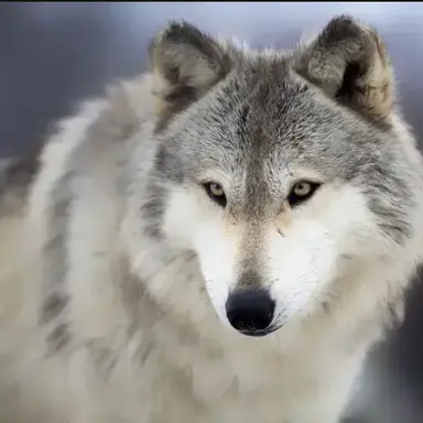 Profile image of 늑대