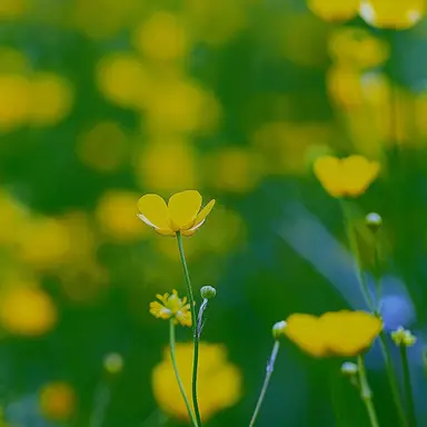 Profile image of 각별