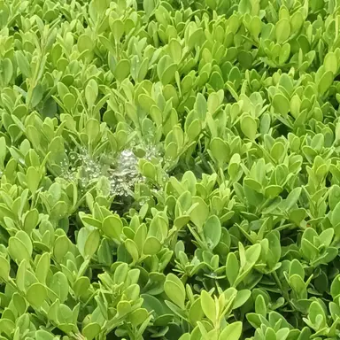 Profile image of 공룡