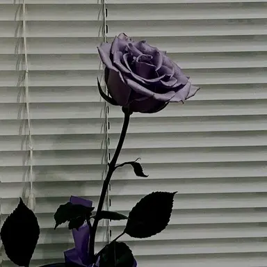 Profile image of 멜로우