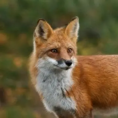 Profile image of 여우