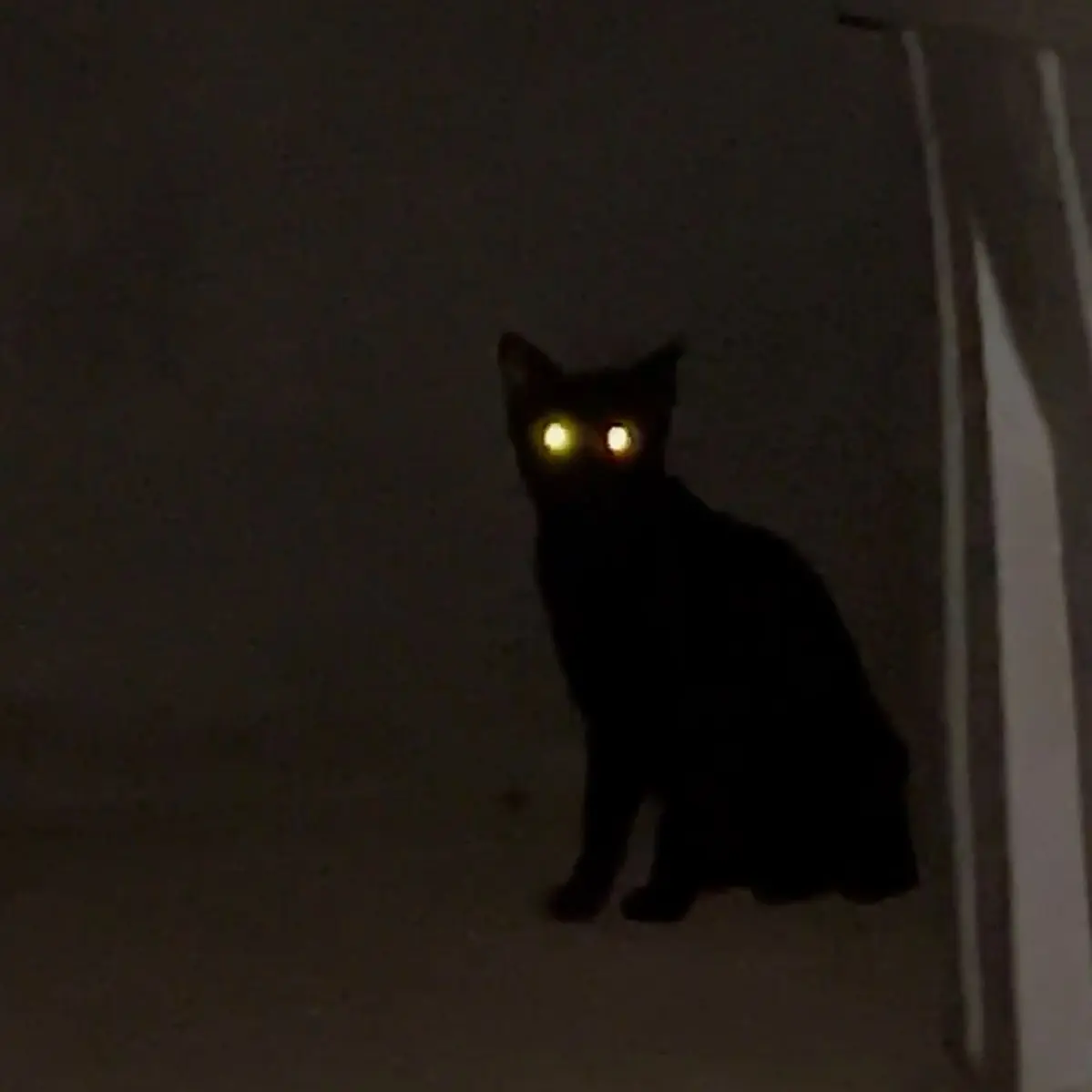 CozyFife2585의 선생님 , 저 언제 나가요 ?