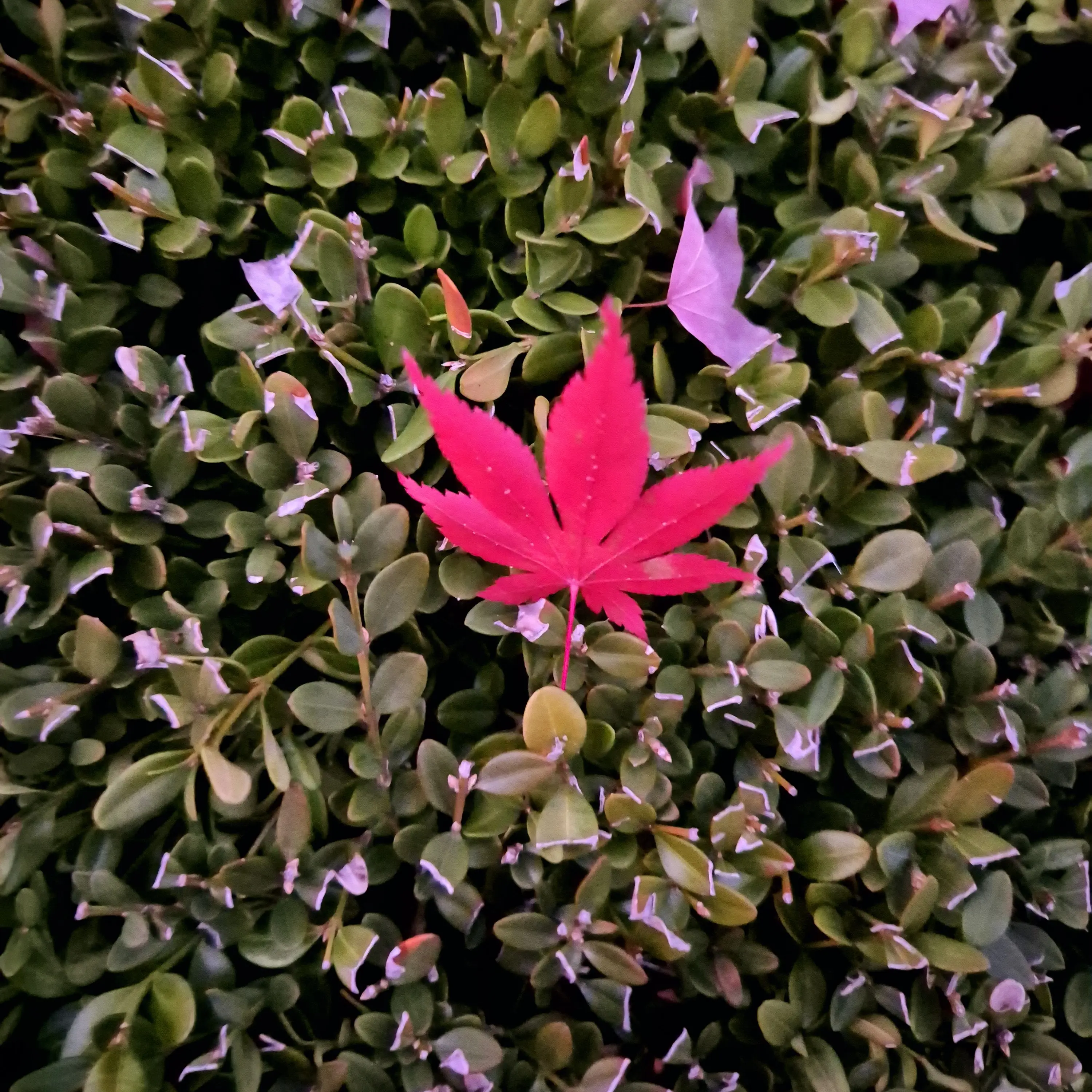 binyoedkdsk의 변태 보이스피싱