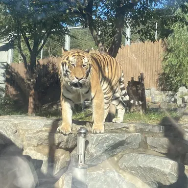 Profile image of 호랭이