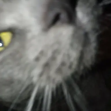 Profile image of Fangtooth