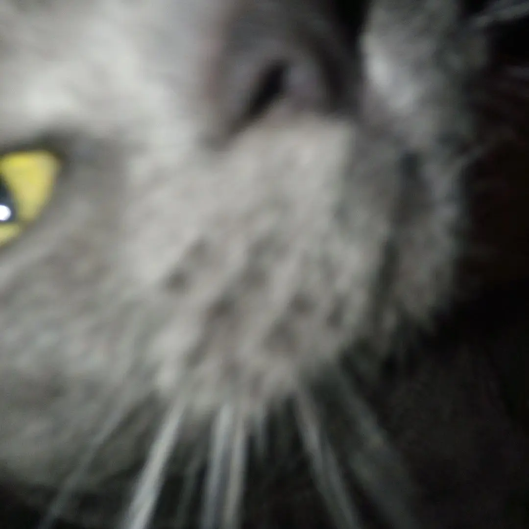 ShrillPain7768의 Warrior cats :D