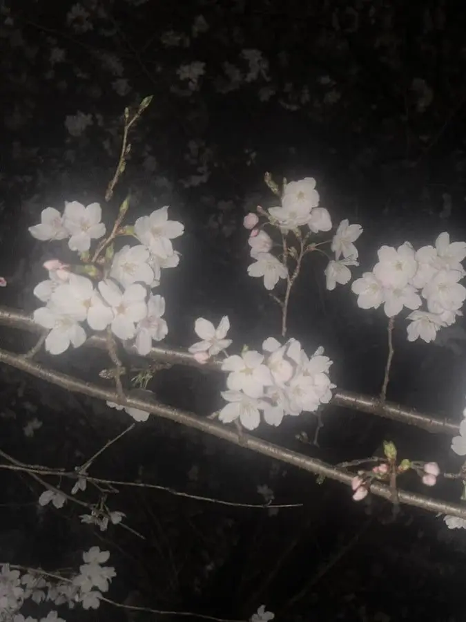 AFJhaiizo의 病みアルフレ