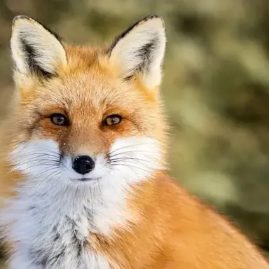 Profile image of 여우