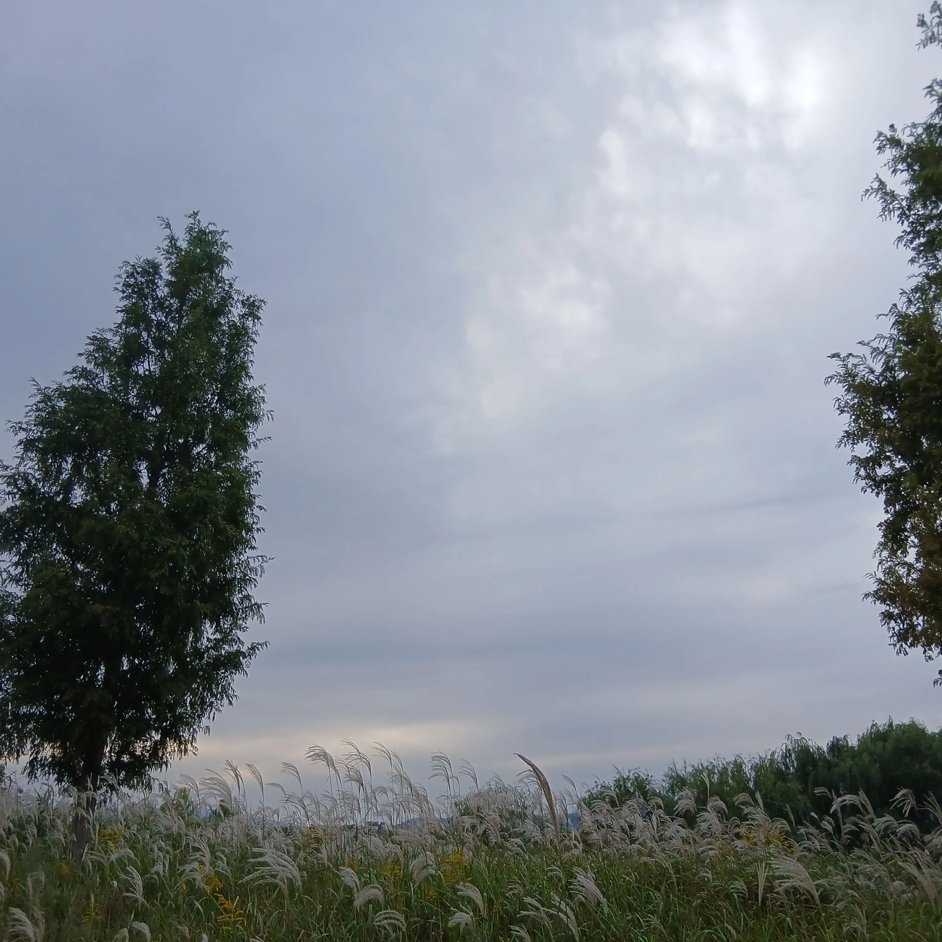 RunnyJazz6634의 뜰팁 집사님들~!