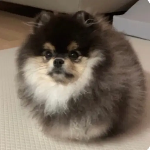 minmins의 몰리