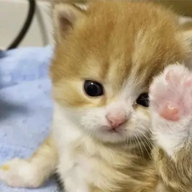 Profile image of 정하성