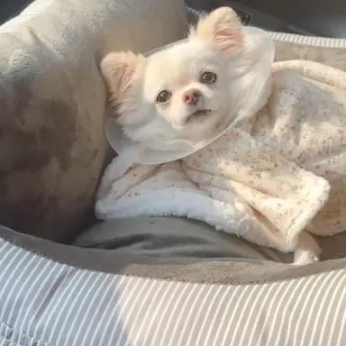 Profile image of 앗탕