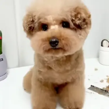 Profile image of 아둥