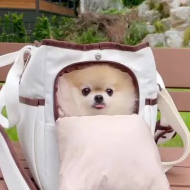 Profile image of 앙콤