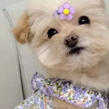 Profile image of 비바