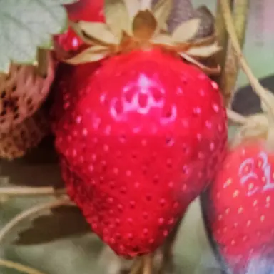 Profile image of 스토로베리에레판토