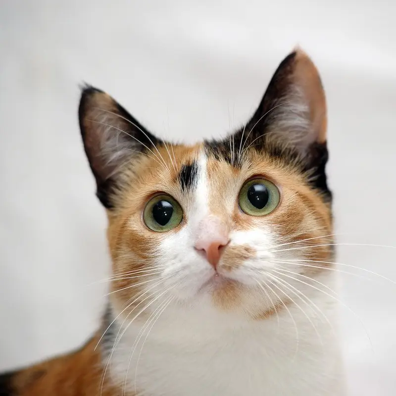 RoundMine2368의 ねこ