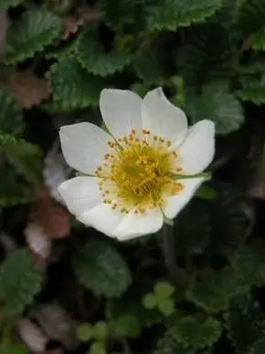 Kuwaog의 내 사랑에 눈을 떼지마세요