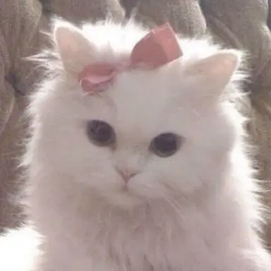 Profile image of ヨナ