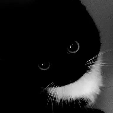 Profile image of ミャン