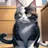 ヒミツの猫カフェ