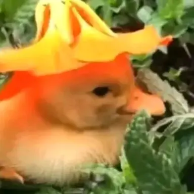Profile image of Felix